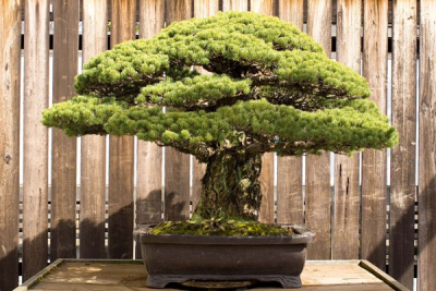 Το 400 ετών δέντρο μπονσάι <br> που επιβίωσε από τη <br> βόμβα της Χιροσίμα! (εικόνες)